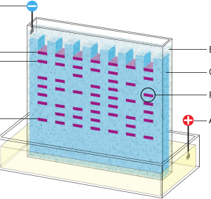 WESTERN BLOTTING