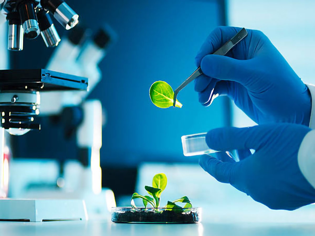 A scientist examining parts of a plant